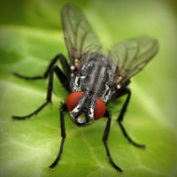 /album/kobra11-fanpage-sk/photolia-a01-jpg/