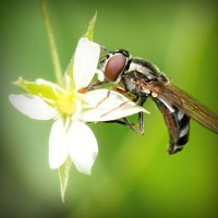 /album/kobra11-fanpage-sk/photolia-a02-jpg/