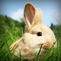 /album/kobra11-fanpage-sk/photolia-a03-jpg/